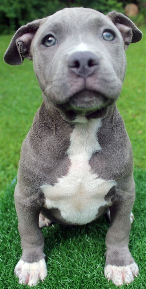 Blue pitbull dog for sale - XXL Pitbull Puppies For Sale in OK. MAKE A PAYMENT SUBMIT A TESTIMONIAL! If you have had awesome dealings with Mugleston Farms – The Next Generation, please take a moment and leave us a 5 star review and testimonial! CLICK HERE TO LEAVE A REVIEW. ... BLUE TIGER SHARK BLUE BOOGIE MONSTER